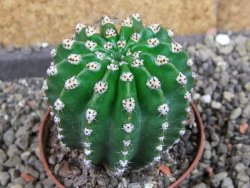 Echinopsis hybrid pot 7 cm - 12404988