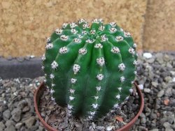 Echinopsis hybrid pot 7 cm - 12404989