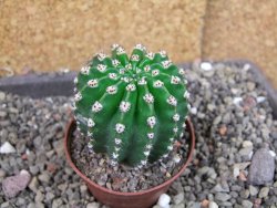 Echinopsis hybrid pot 7 cm - 12404990