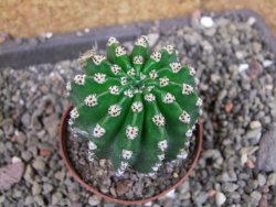 Echinopsis hybrid pot 7 cm - 12404991