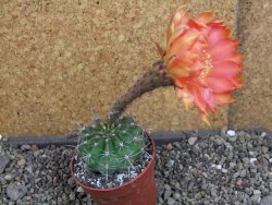 Echinopsis hybrid pot 6,5 cm - 12404992