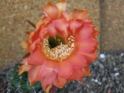 Echinopsis hybrid pot 6,5 cm