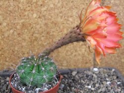 Echinopsis hybrid pot 6,5 cm - 12404994