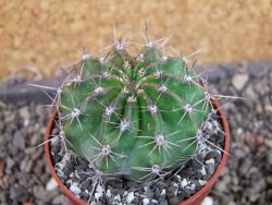 Echinopsis hybrid pot 6,5 cm - 12404995
