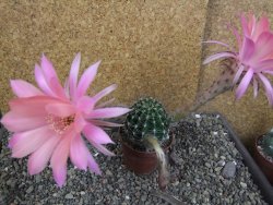 Echinopsis hybrid pot 7 cm - 12405002