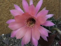 Echinopsis hybrid pot 7 cm - 12405003