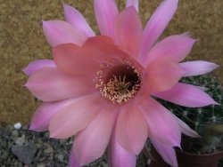 Echinopsis hybrid pot 7 cm
