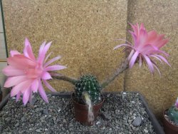 Echinopsis hybrid pot 7 cm - 12405005