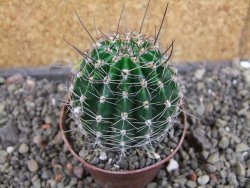 Echinopsis hybrid pot 7 cm - 12405006