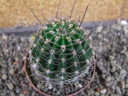Echinopsis hybrid pot 7 cm - 12405007