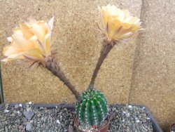 Echinopsis hybrid pot 7 cm - 12405008