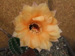 Echinopsis hybrid pot 7 cm
