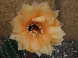 Echinopsis hybrid pot 7 cm - 12405010