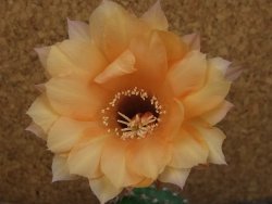 Echinopsis hybrid pot 7 cm - 12405011