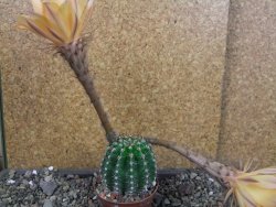 Echinopsis hybrid pot 7 cm - 12405012
