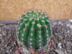 Echinopsis hybrid pot 7 cm - 12405013
