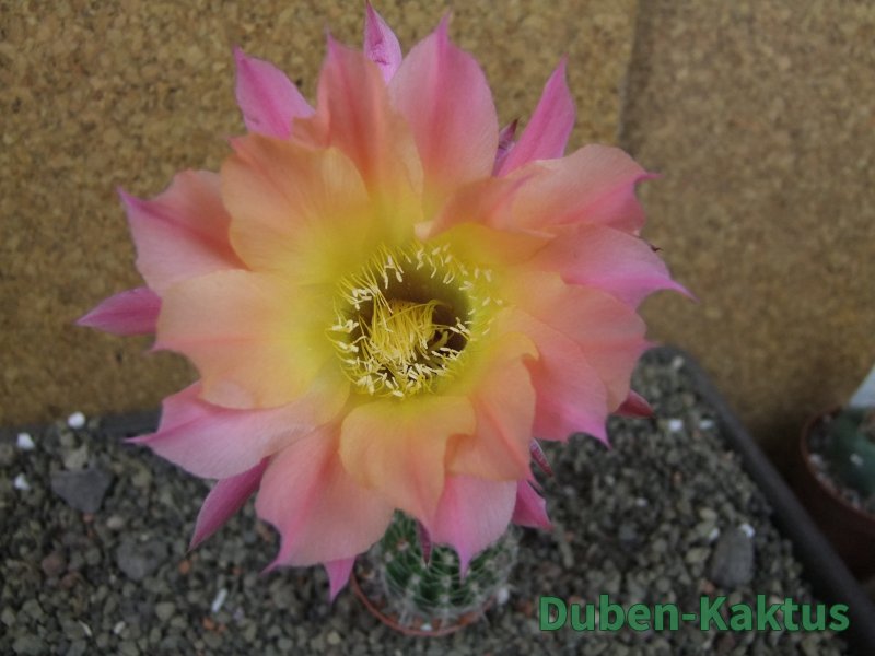 Echinopsis hybrid pot 5,5 cm