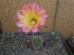 Echinopsis hybrid pot 5,5 cm - 12405014