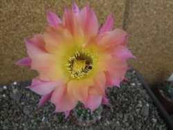 Echinopsis hybrid pot 5,5 cm