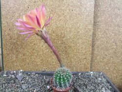 Echinopsis hybrid pot 5,5 cm - 12405016