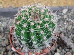 Echinopsis hybrid pot 5,5 cm - 12405017