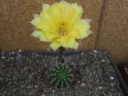 Echinopsis hybrid pot 5,5 cm - 12405019