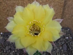 Echinopsis hybrid pot 5,5 cm