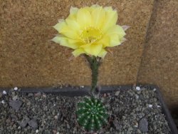 Echinopsis hybrid pot 5,5 cm - 12405021