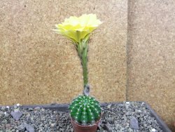 Echinopsis hybrid pot 5,5 cm - 12405022