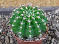 Echinopsis hybrid pot 5,5 cm - 12405023
