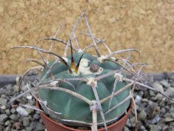 Gymnocalycium armatum LH1431 Pajcho centro, Tarija, pot 5,5 cm
