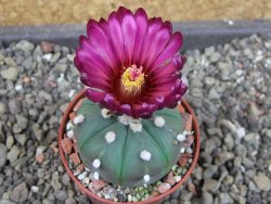 Astrophytum  asterias X oibo red flower, akabana, pot 5,5 cm - 12405027