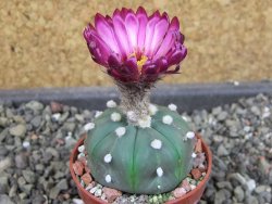 Astrophytum  asterias X oibo red flower, akabana, pot 5,5 cm - 12405029