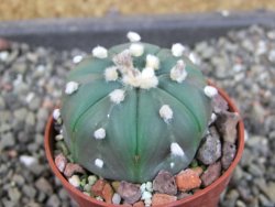 Astrophytum  asterias X oibo red flower, akabana, pot 5,5 cm - 12405030