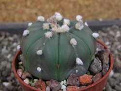 Astrophytum  asterias X oibo red flower, akabana, pot 5,5 cm - 12405031