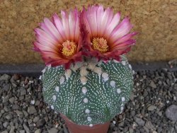Astrophytum  asterias X oibo red flower, akabana, pot 5,5 cm - 12405032