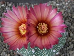 Astrophytum  asterias X oibo red flower, akabana, pot 5,5 cm - 12405034