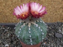 Astrophytum  asterias X oibo red flower, akabana, pot 5,5 cm - 12405035