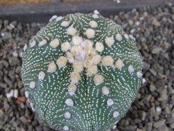Astrophytum  asterias X oibo red flower, akabana, pot 5,5 cm - 12405037