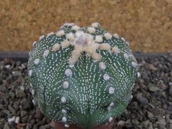 Astrophytum  asterias X oibo red flower, akabana, pot 5,5 cm - 12405038