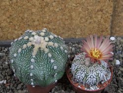 Astrophytum  asterias X oibo red flower, akabana, pot 5,5 cm - 12405039