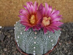 Astrophytum  asterias X oibo červený květ, akabana,XXL  pot 9 cm - 12405040