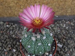 Astrophytum  asterias X oibo red flower, akabana, pot 5,5 cm - 12405048