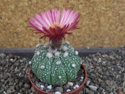 Astrophytum  asterias X oibo red flower, akabana, pot 5,5 cm - 12405050
