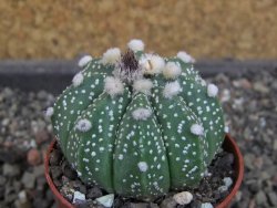 Astrophytum  asterias X oibo red flower, akabana, pot 5,5 cm - 12405051