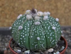 Astrophytum  asterias X oibo red flower, akabana, pot 5,5 cm - 12405052