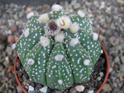 Astrophytum  asterias X oibo red flower, akabana, pot 5,5 cm - 12405053