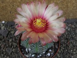 Astrophytum  capricorne X oibo červený květ, akabana,XL  pot 8 cm