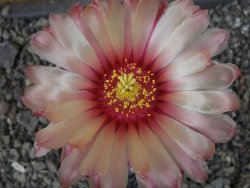 Astrophytum  capricorne X oibo červený květ, akabana,XL  pot 8 cm - 12405055