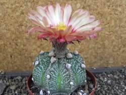 Astrophytum  capricorne X oibo červený květ, akabana,XL  pot 8 cm - 12405056
